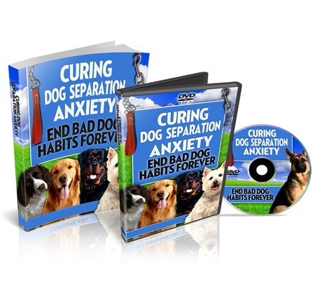 Curing Dog anxiety separation
